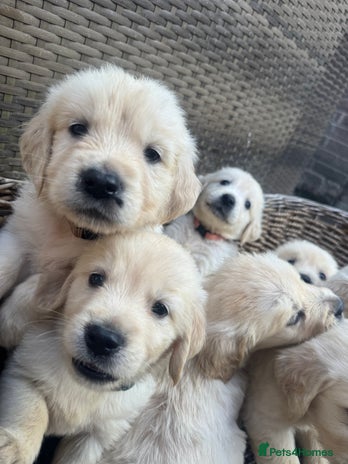 Golden Retriever dogs - Advert 2