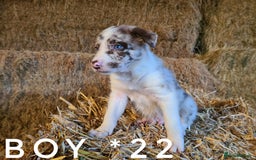 Border Collie dogs for sale: Stunning red merle and red border collie pups - Image 7