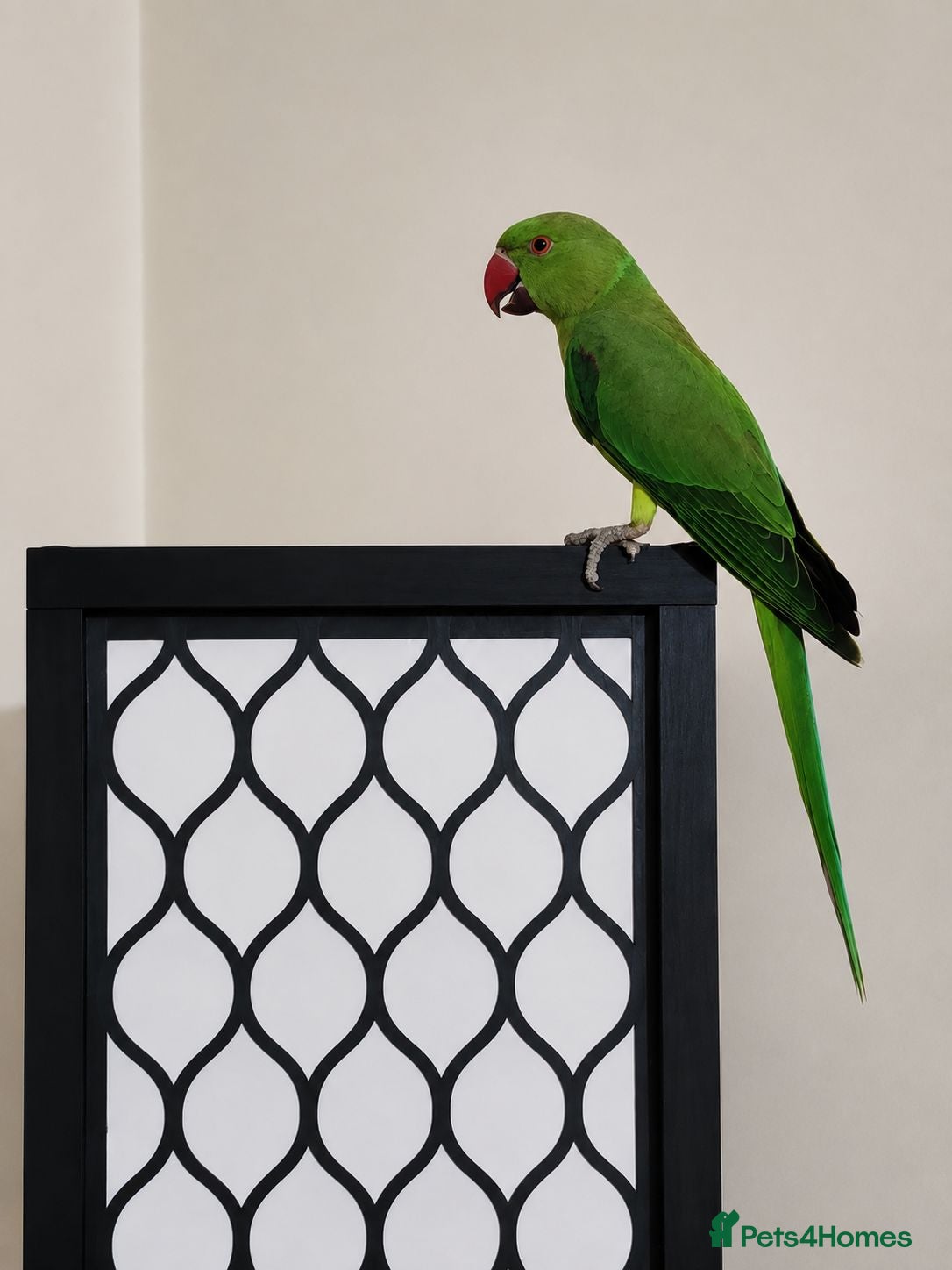 Mixed Breed birds Indian Ringneck Parakeets  - Advert 1