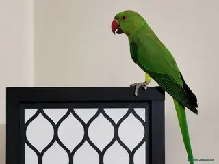 Mixed Breed birds Indian Ringneck Parakeets - Advert 1