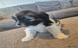 Lhasa Apso dogs for sale: Lhaso Apso Puppies  - Image 7