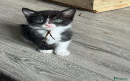 British Shorthair cats for sale: British shorthair cross kittens available  - Image 3