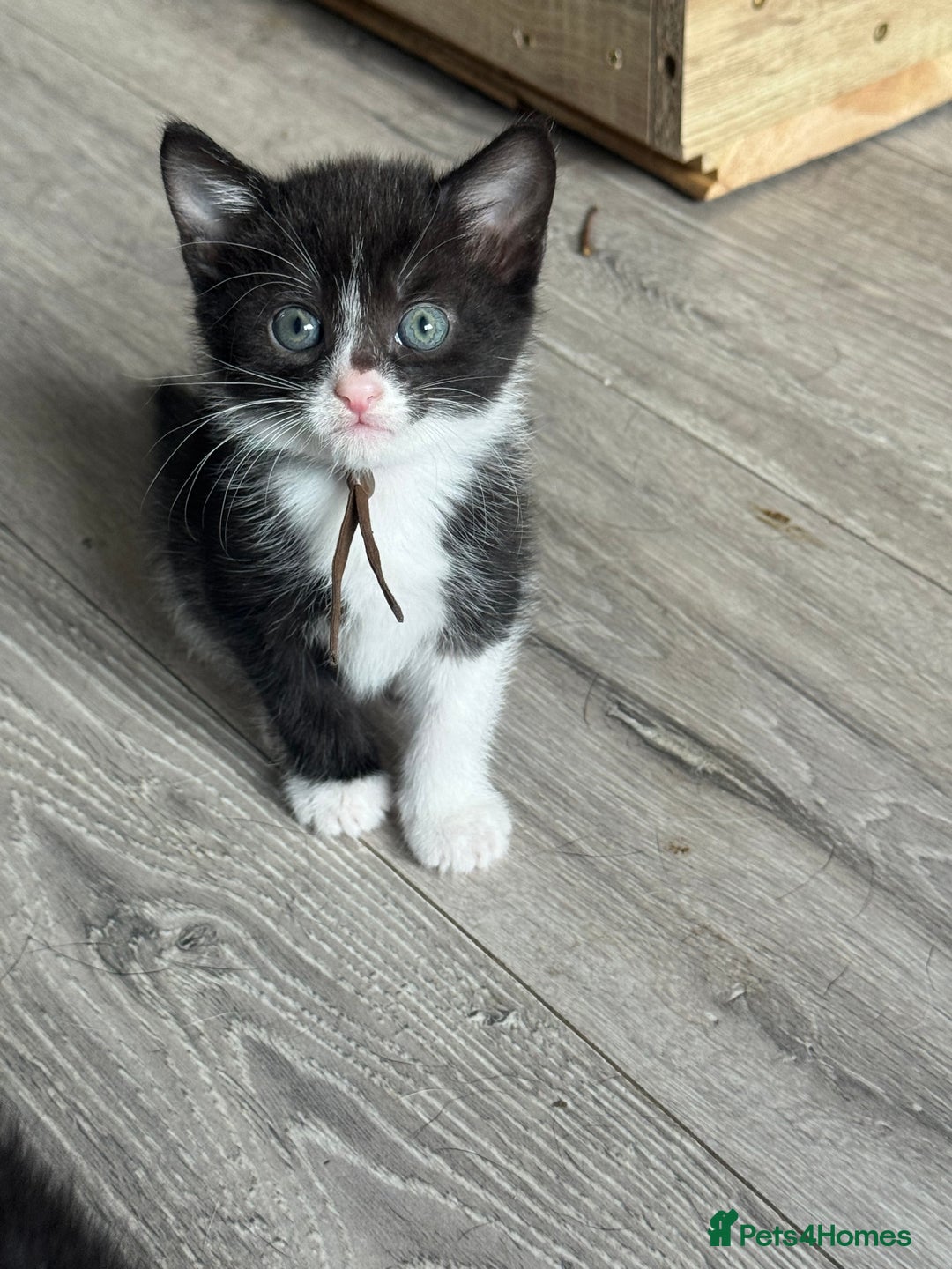 British Shorthair cats for sale: British shorthair cross kittens available  - Image 3
