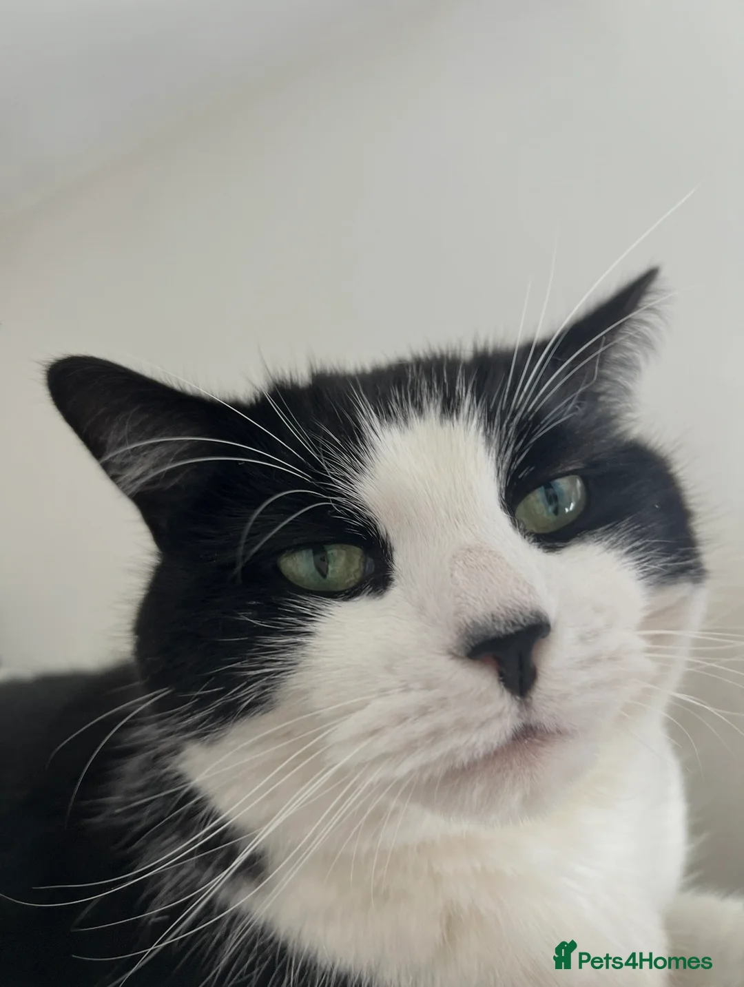Mixed Breed cats for sale: Felix- 8 year old male cat looking for a new home  - Advert 6