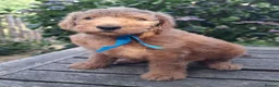 Standard Poodle dogs for sale: Standard Poodle Pups, KC Pedigree, All sold - Advert 4