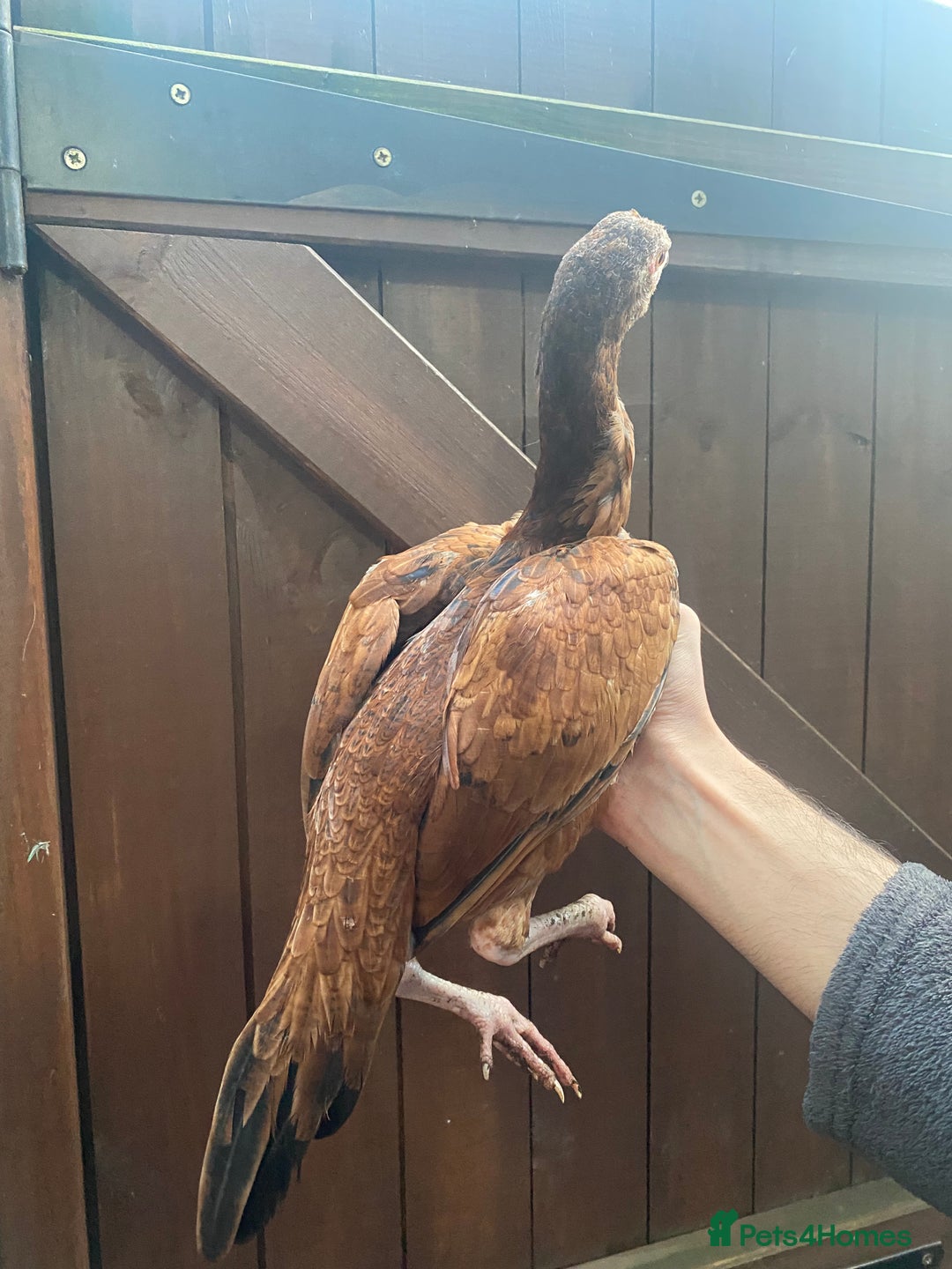 Chickens poultry for sale: Aseel/game chickens  - Image 2