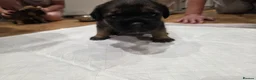 Border Terrier dogs for sale: Beautiful Borer/borderlakeland puppies - Advert 9