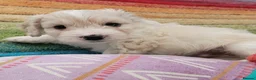 Cockapoo dogs for sale: Amazing Cockerpoos  in Kilmarnock - Advert 2