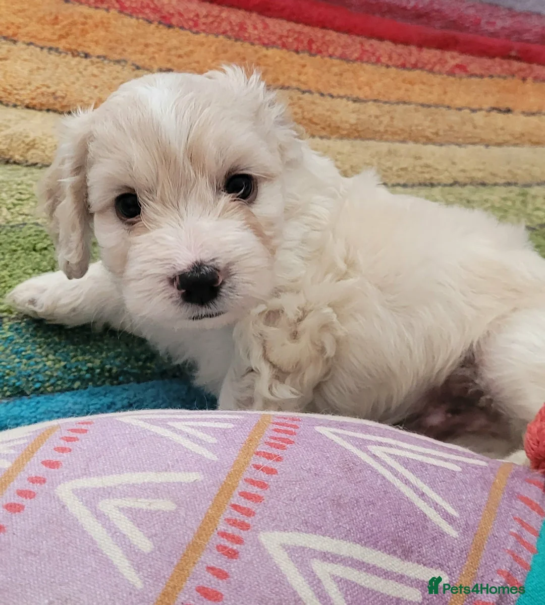 Cockapoo dogs for sale: Amazing Cockerpoos  in Kilmarnock - Advert 2