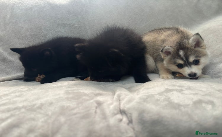 Pomsky dogs - Advert 7