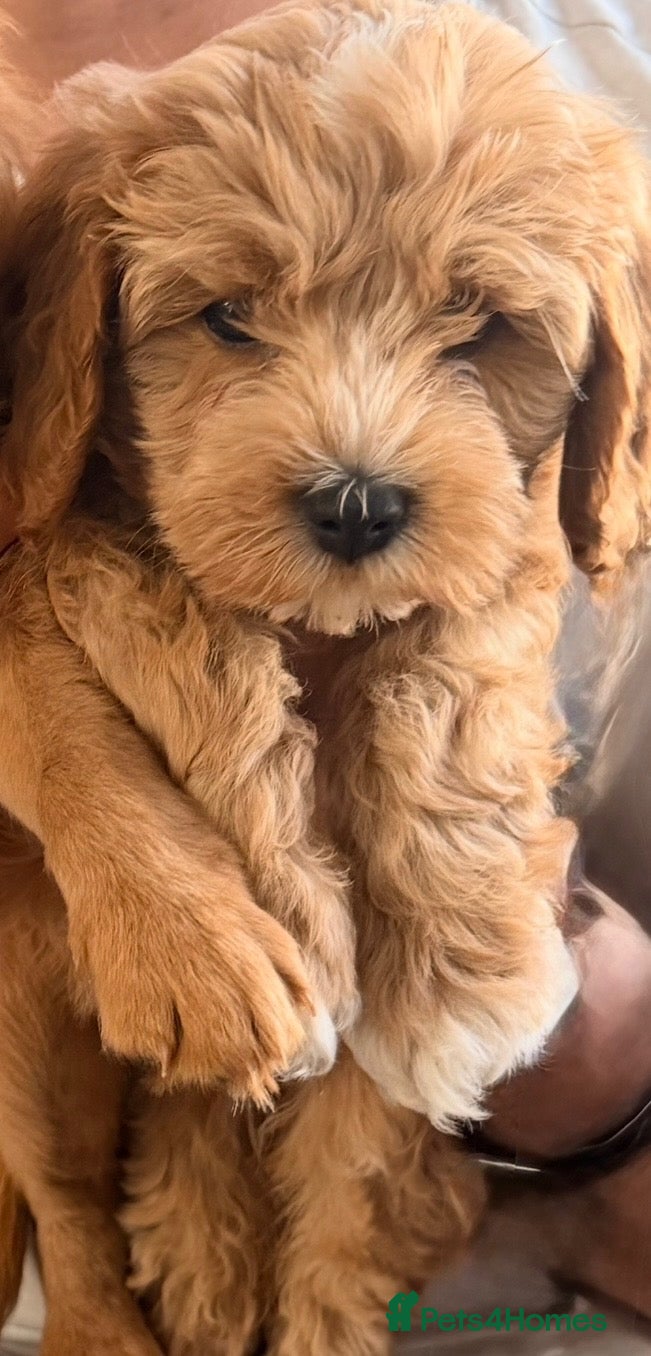 Cavapoo dogs One beautiful female puppy available  - Advert 10