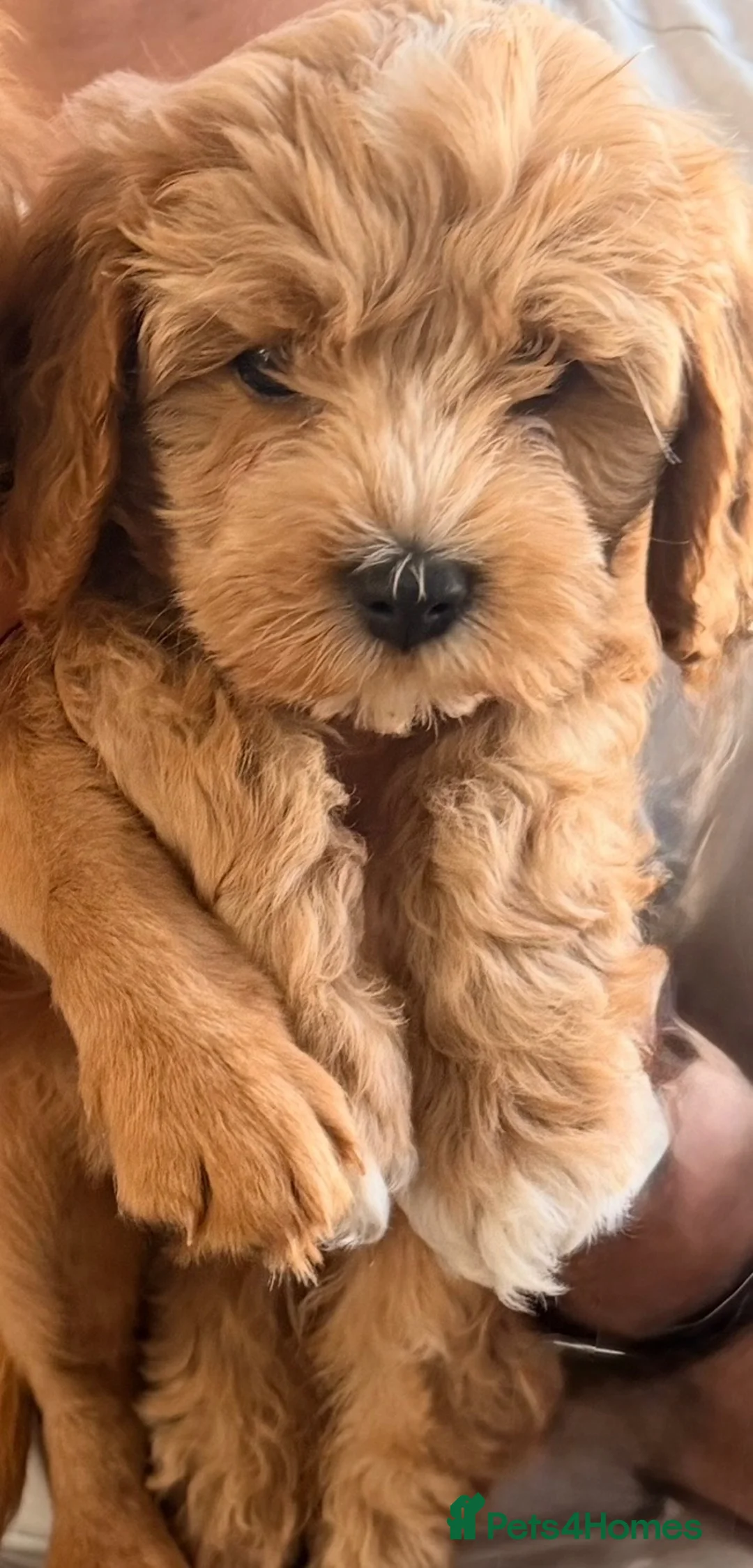 Cavapoo dogs for sale: Cavapoo One beautiful female puppy available  - Advert 1