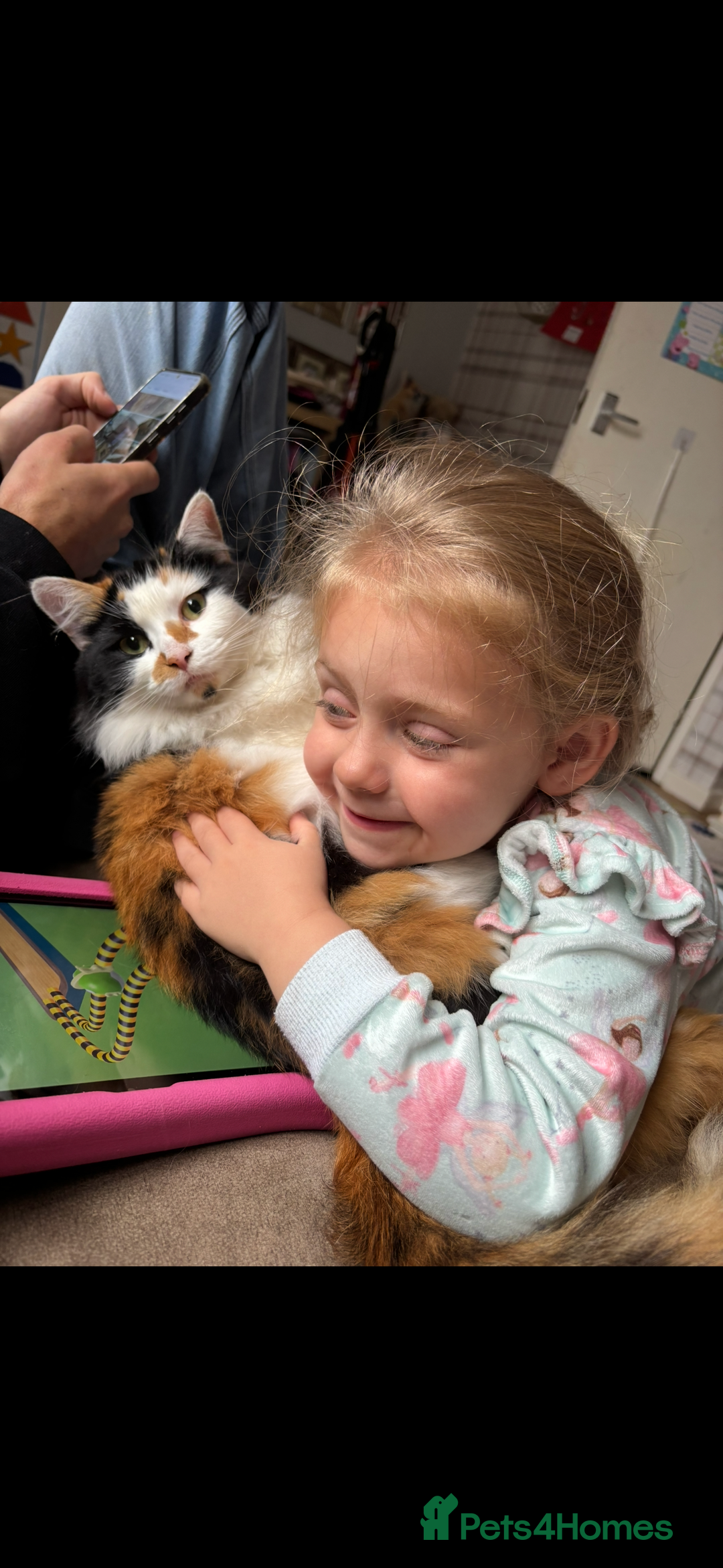 Mixed Breed cats for sale: Sad rehoming of Mango - Advert 4