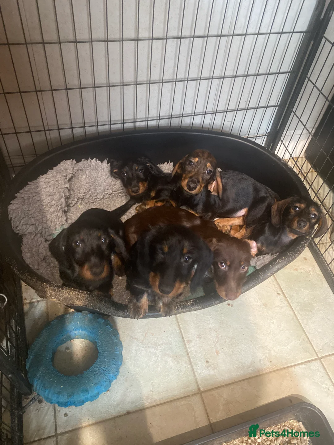 Miniature Dachshund dogs for sale: Miniature dachshund  in Ballyclare - Advert 1