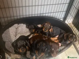 Miniature Dachshund dogs Miniature dachshund - Advert 1