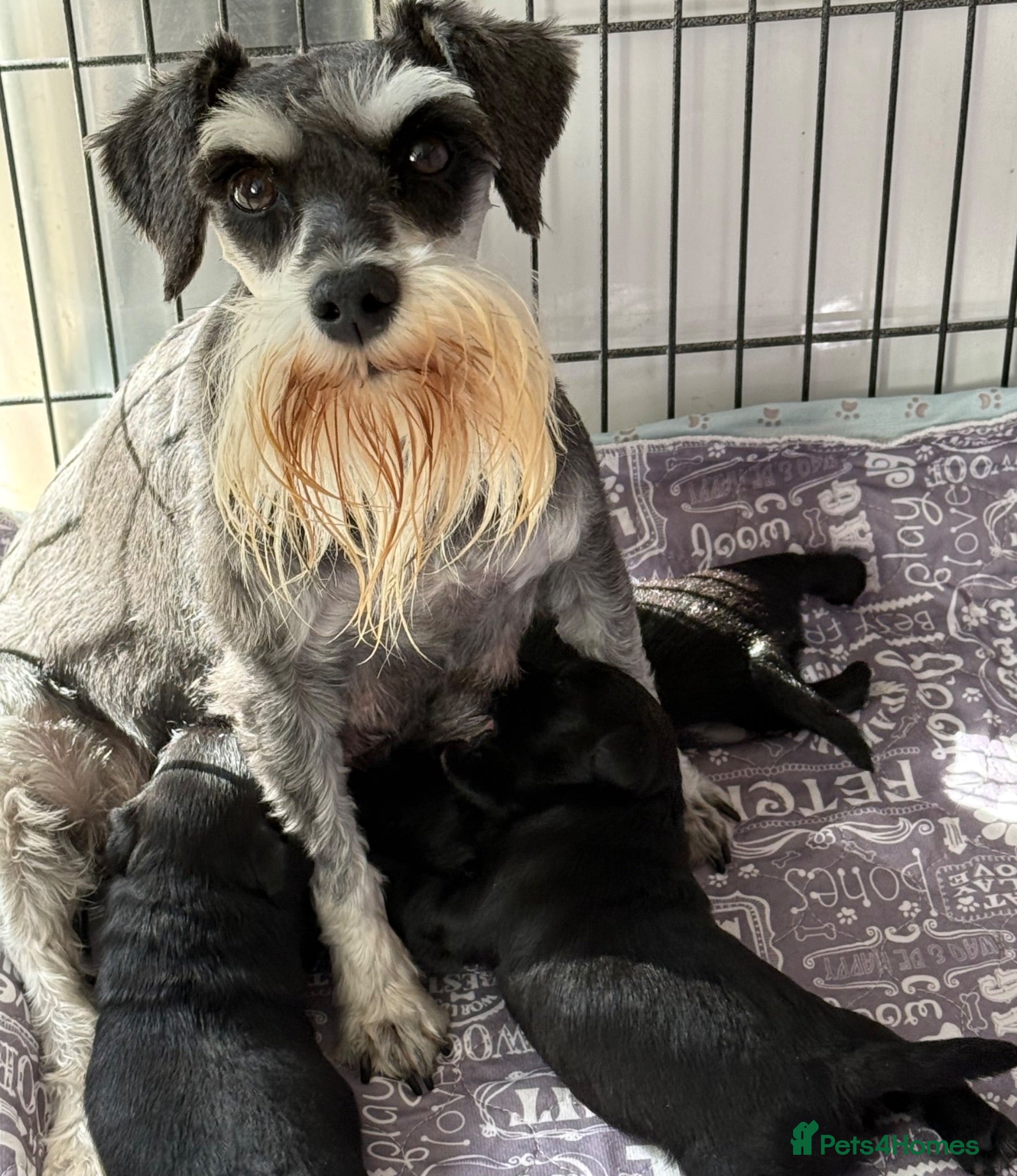 Miniature Schnauzer dogs Beautiful miniature schnauzer Pups - Advert 1