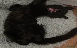 British Longhair cats for sale: Longhair Kitten 🐈‍⬛ 🖤!!(REDUCED BY £100) - Image 2