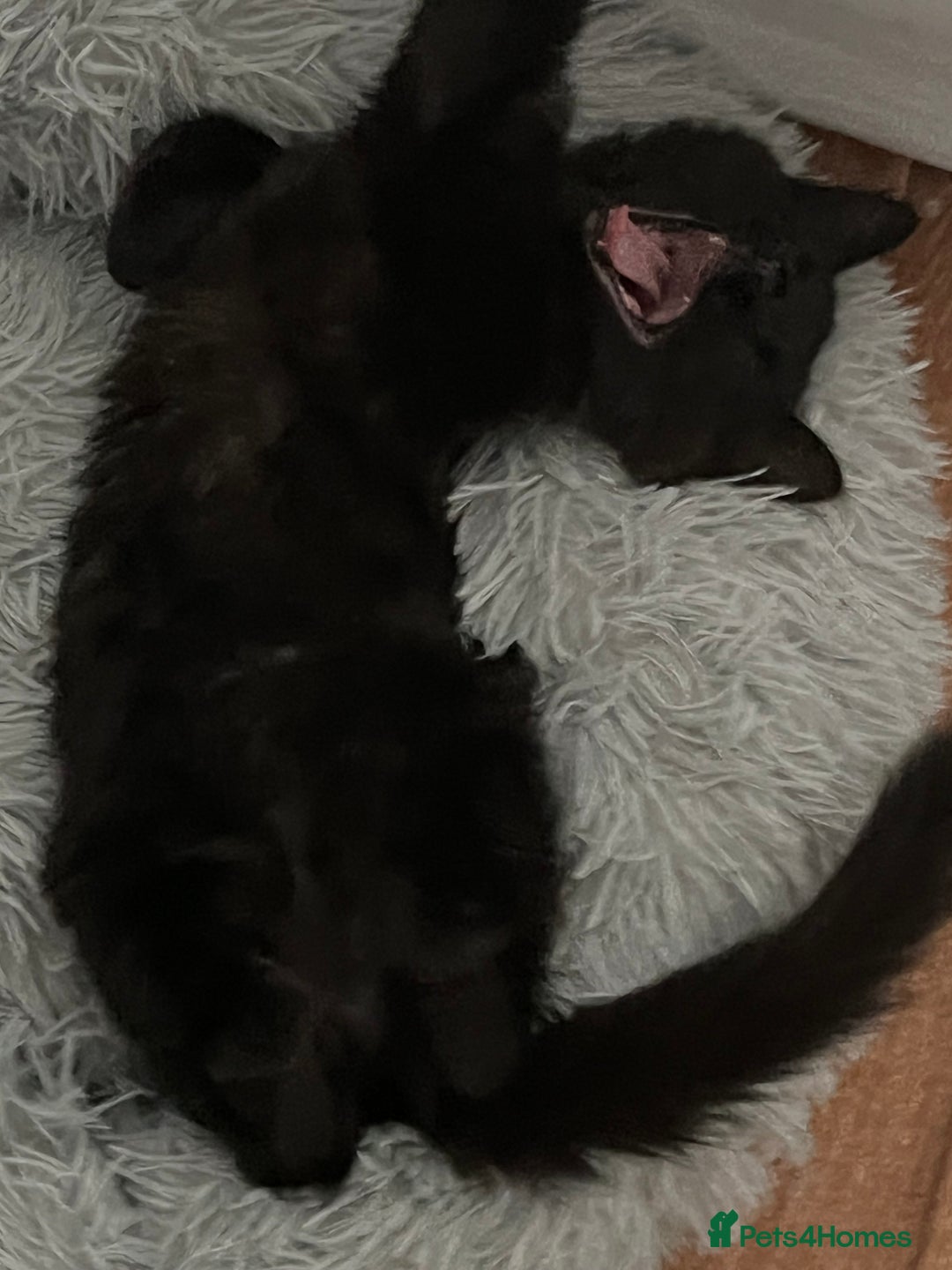 British Longhair cats for sale: Longhair Kitten 🐈‍⬛ 🖤!!(REDUCED BY £100) - Image 2