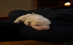 Cavapoochon dogs for sale: 5 cavapoochon puppies looking for forever homes - Image 4