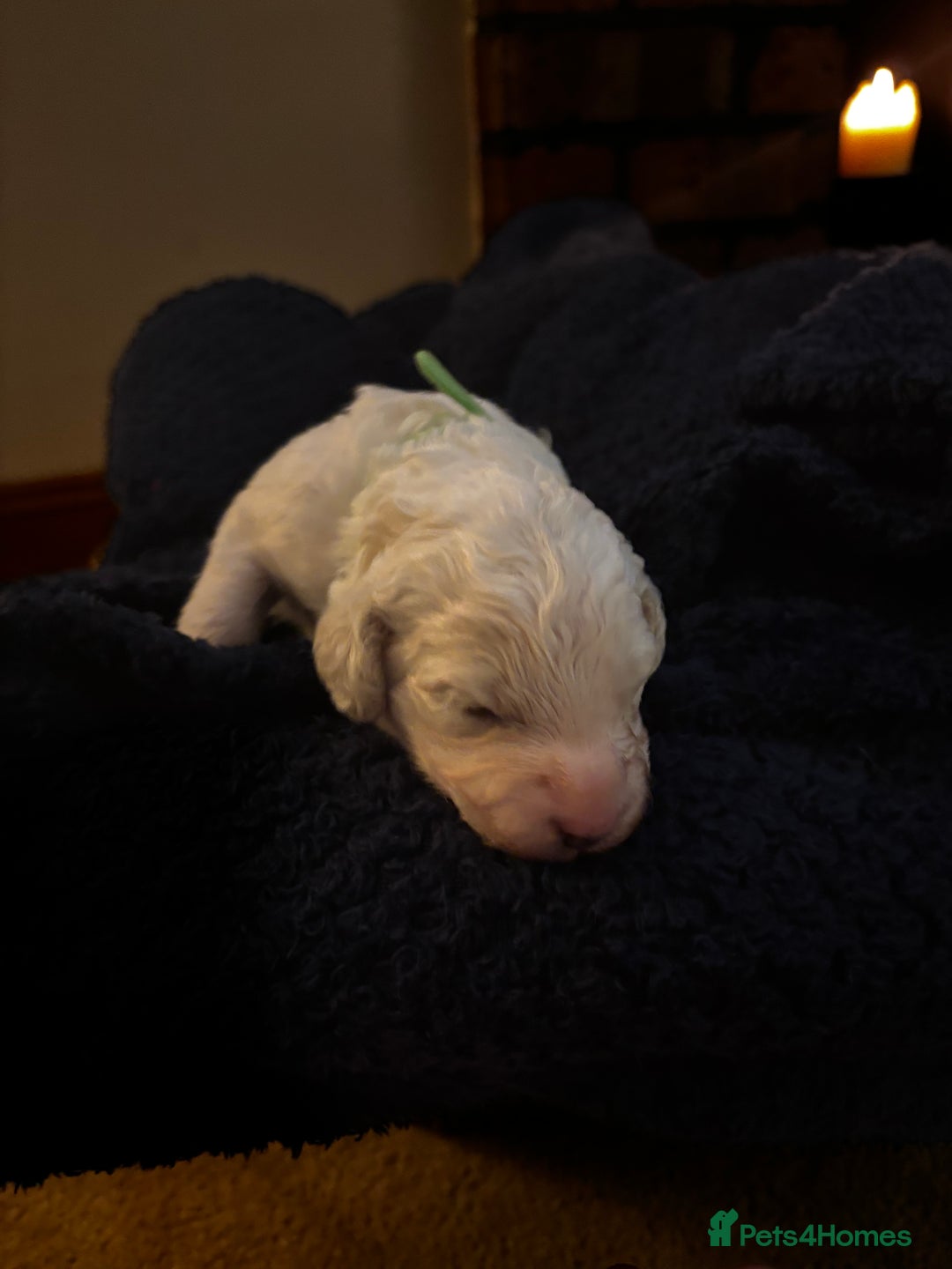 Cavapoochon dogs for sale: 5 cavapoochon puppies looking for forever homes - Image 4
