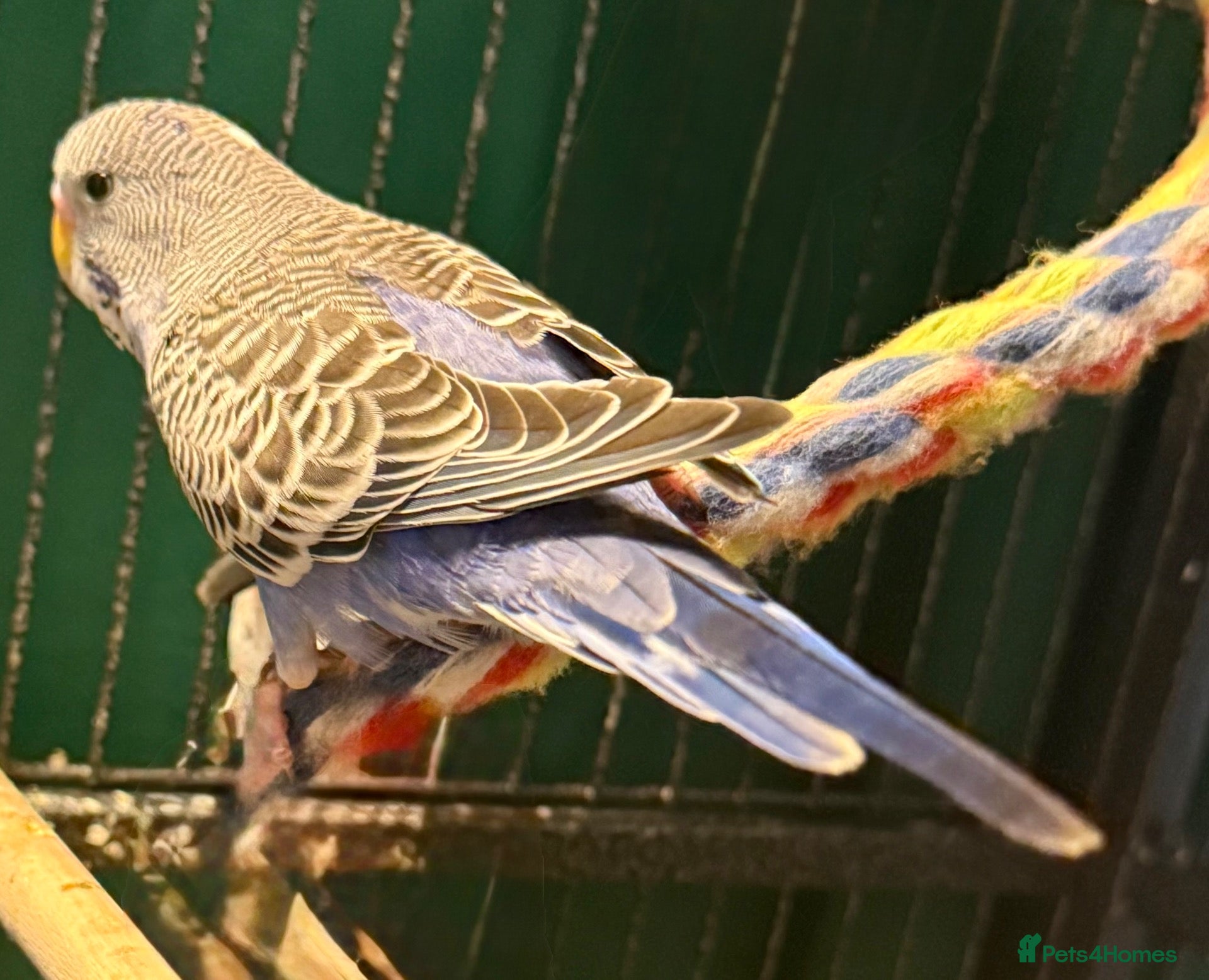 Budgerigars birds Lilac Pied & Cobalt Blue Pair  Beautiful Budgies  - Advert 2