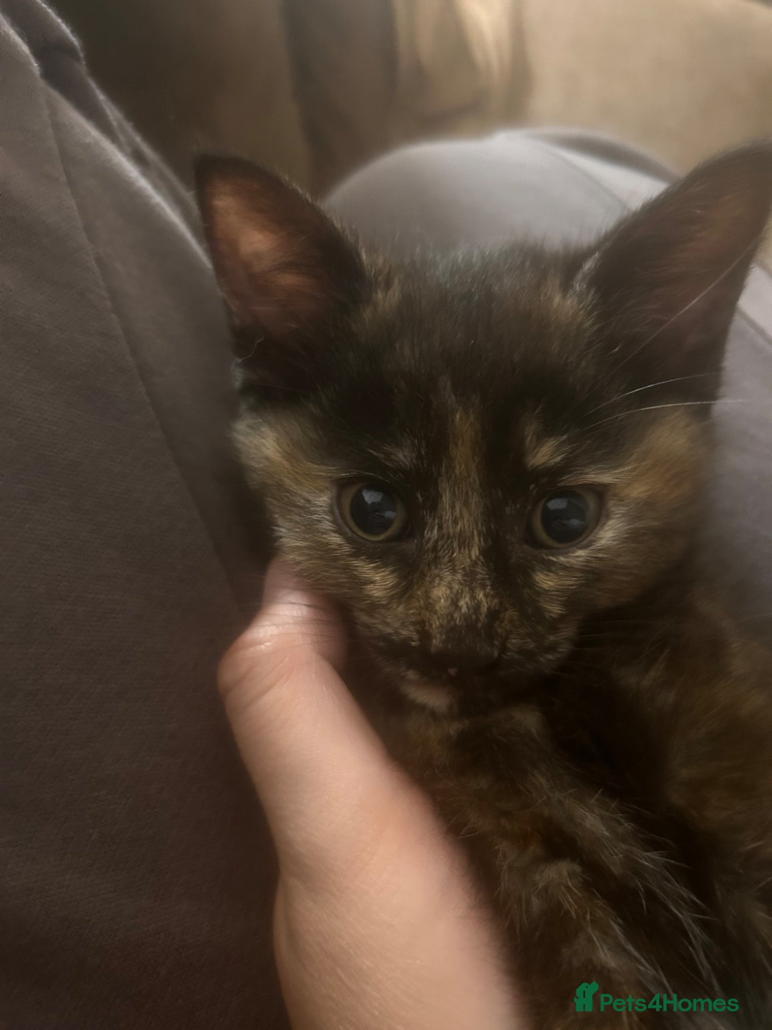 Maine Coon cats 1 female kitten 8 weeks old 1/4 main coon breed - Advert 1