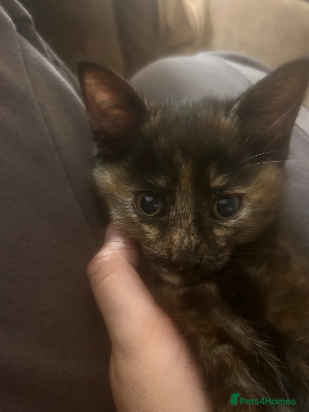 Maine Coon cats for sale: 1 female kitten 8 weeks old 1/4 main coon breed in Warrington - Advert 1