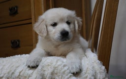 Golden Retriever dogs for sale: Out of DNA tested, kind & Champion bloodlines - Image 26