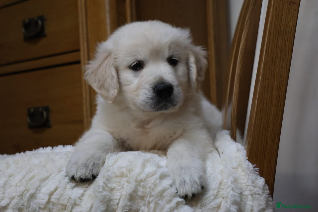 Golden Retriever dogs for sale: Out of DNA tested, kind & Champion bloodlines - Image 26