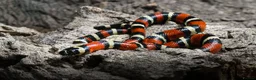 Milk Snake reptiles for sale: CB25 Nelson’s Milksnake in Peterlee - Advert 3