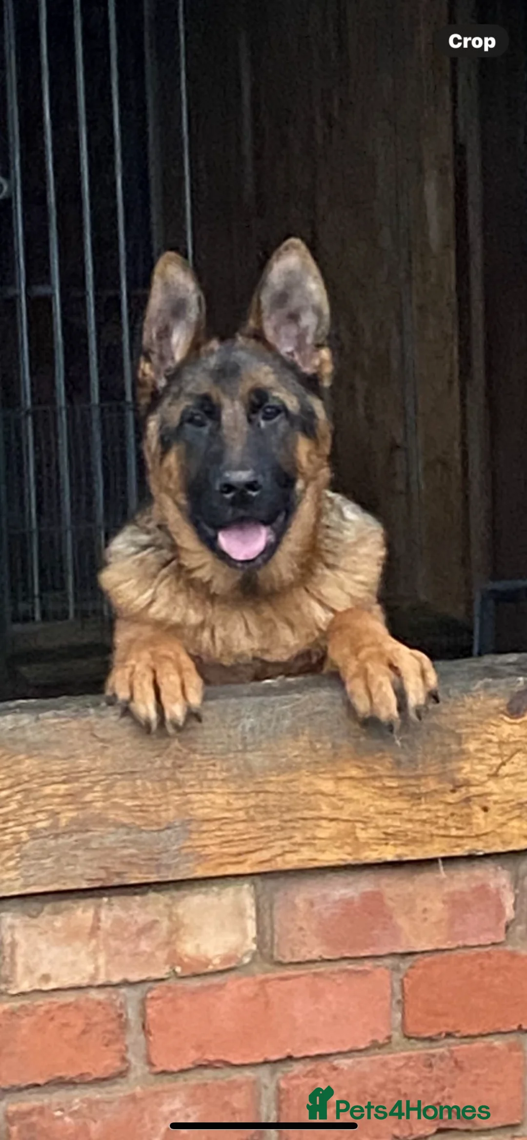 German Shepherd dogs for sale: Outstanding Vomkonstanz German Shepherd Litter  - Advert 12