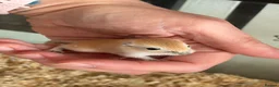 Gerbil rodents for sale: Mum & Daughter with Tank  - Advert 1