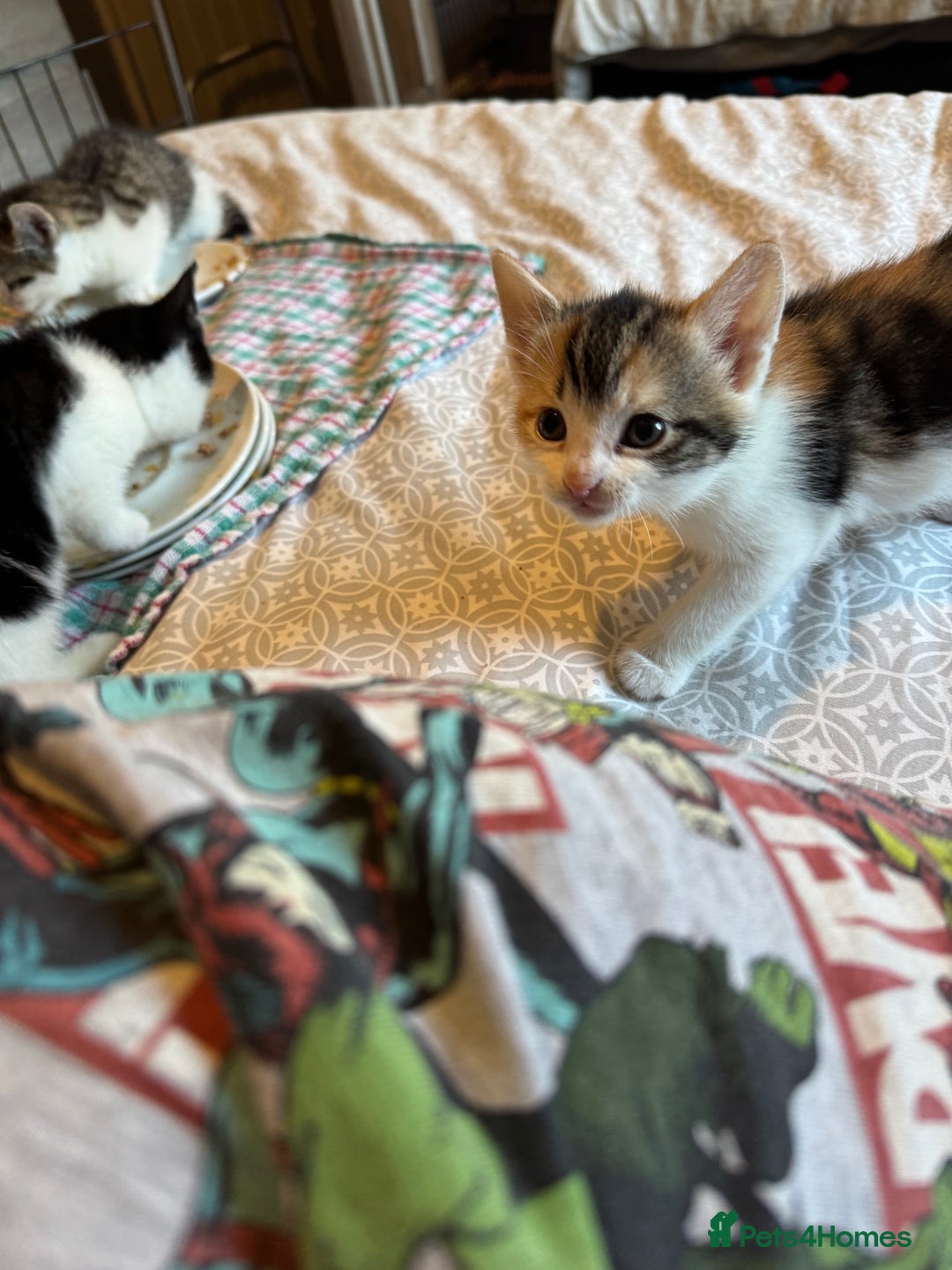 British Shorthair cats for sale: Kittens for sale  - Image 12