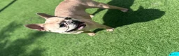 French Bulldog dogs for sale: Coco frenchie  - Advert 3