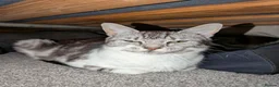 Mixed Breed cats for sale: 1 male and 3 female kittens  - Advert 1