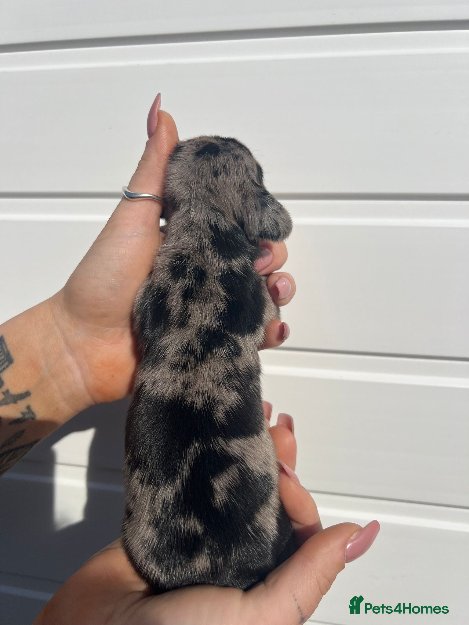 Miniature Dachshund dogs Beautiful KC Registered Minature Dachshunds  - Advert 18