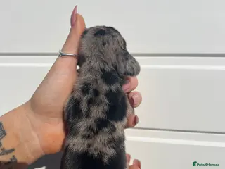 Miniature Dachshund dogs Beautiful KC Registered Minature Dachshunds - Advert 18