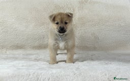 Pomsky dogs for sale: Stunning blue eyes f3 Pomsky puppies for sale - Advert 18