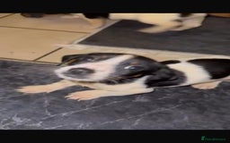 Mixed Breed dogs for sale: Adorable Dachshund x Jack Russell pups - Advert 3