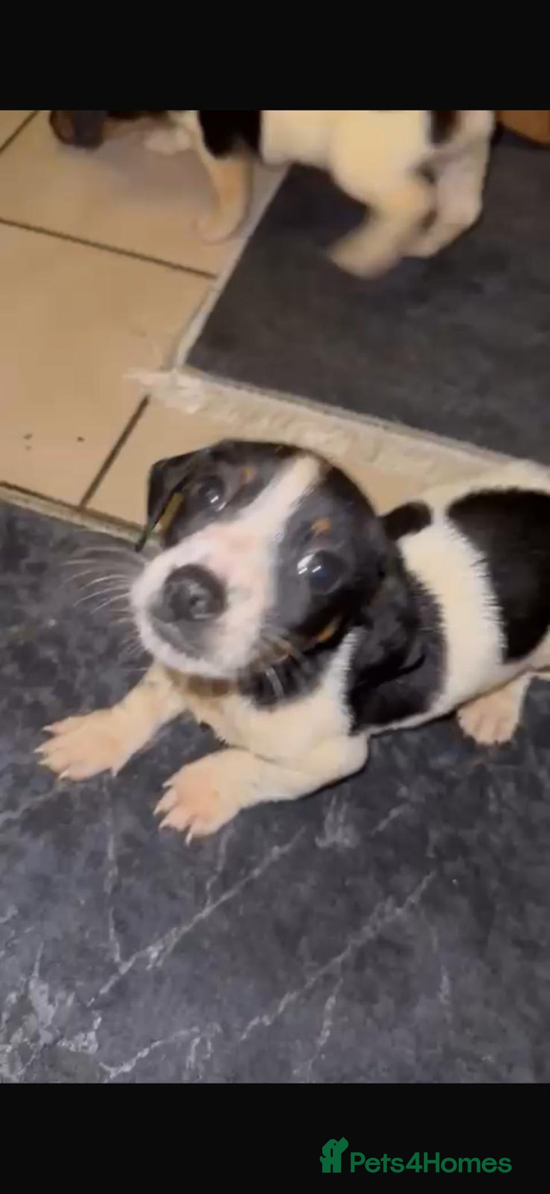 Mixed Breed dogs for sale: Adorable Dachshund x Jack Russell pups - Advert 3