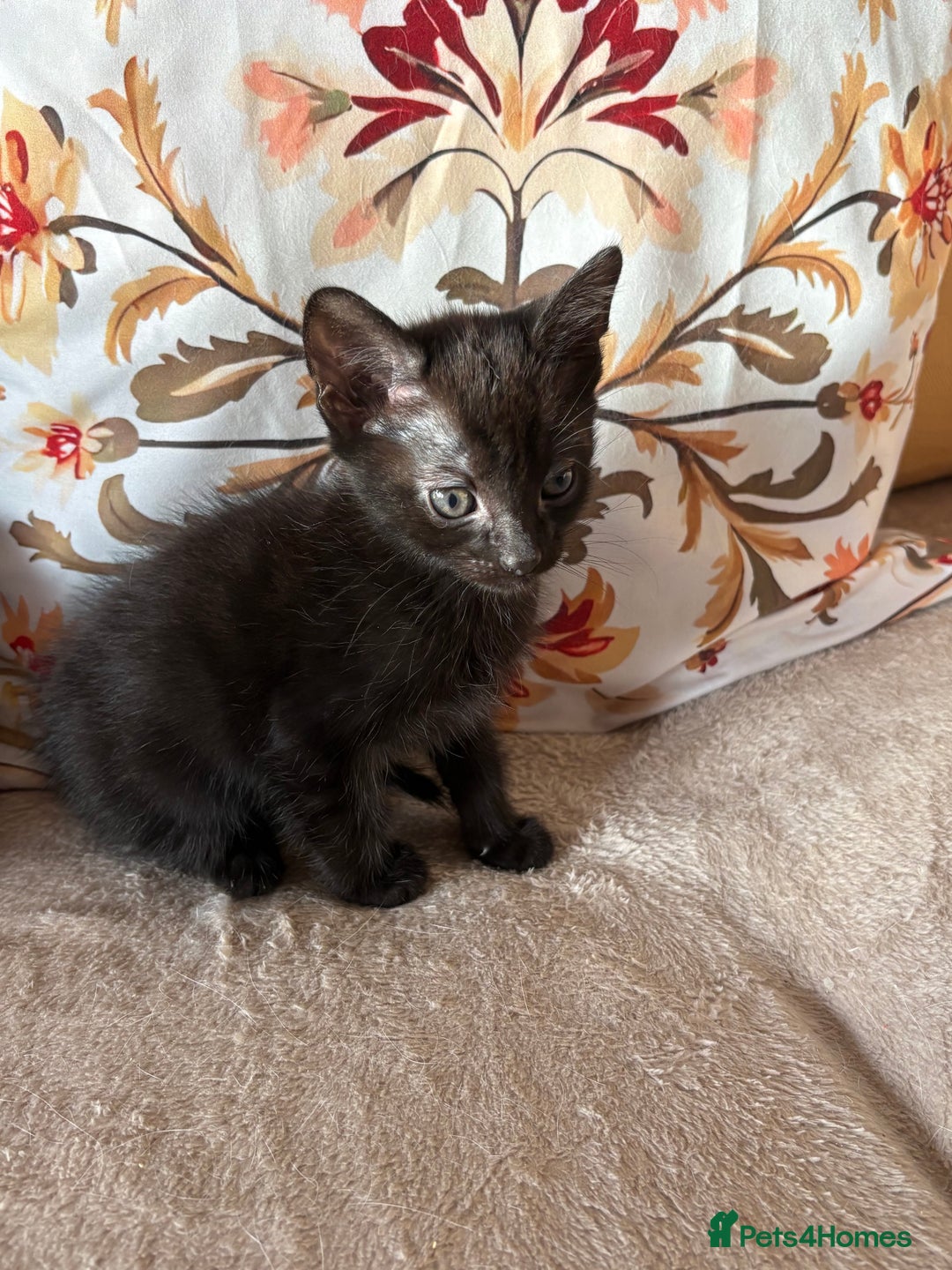 Mixed Breed cats for sale: Grey kittens for sale - Image 5