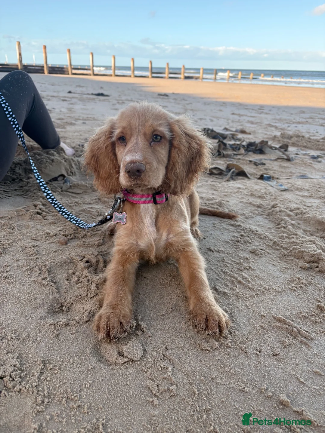 Cocker Spaniel dogs for sale: Cocker spaniel 16 weeks - Advert 1