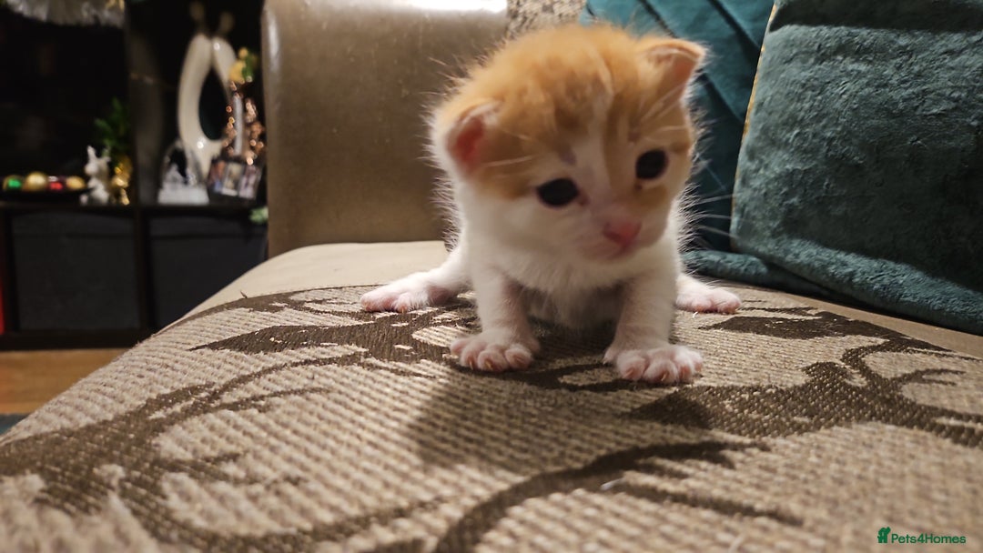 Mixed Breed cats for sale: Beautiful short haired& Norwegian forest cat - Advert 10