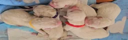 Golden Retriever dogs for stud: Proven KC reg cream golden retriever - Advert 11