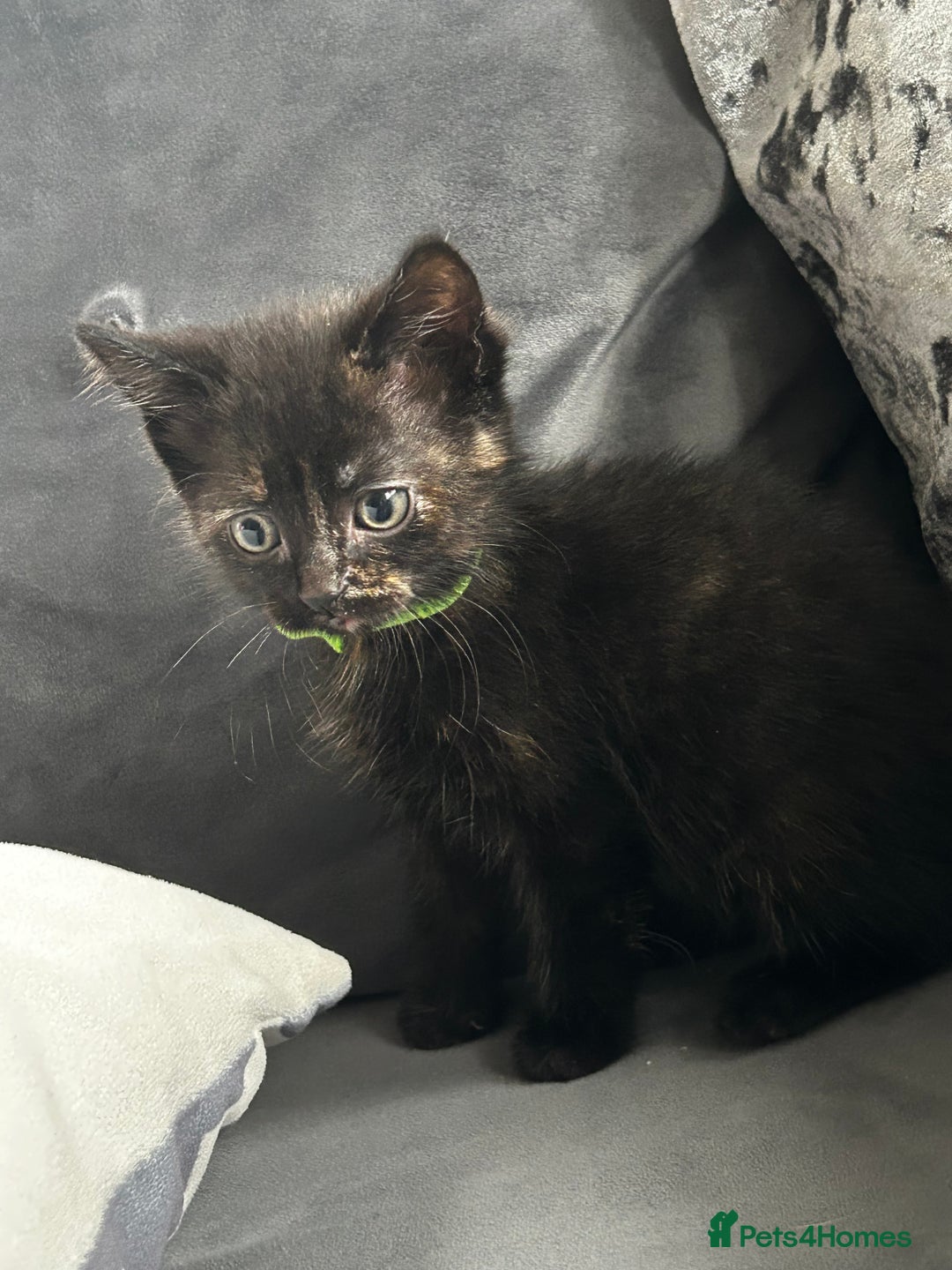 Siberian cats for sale: Siberian x Chartreux - Image 11