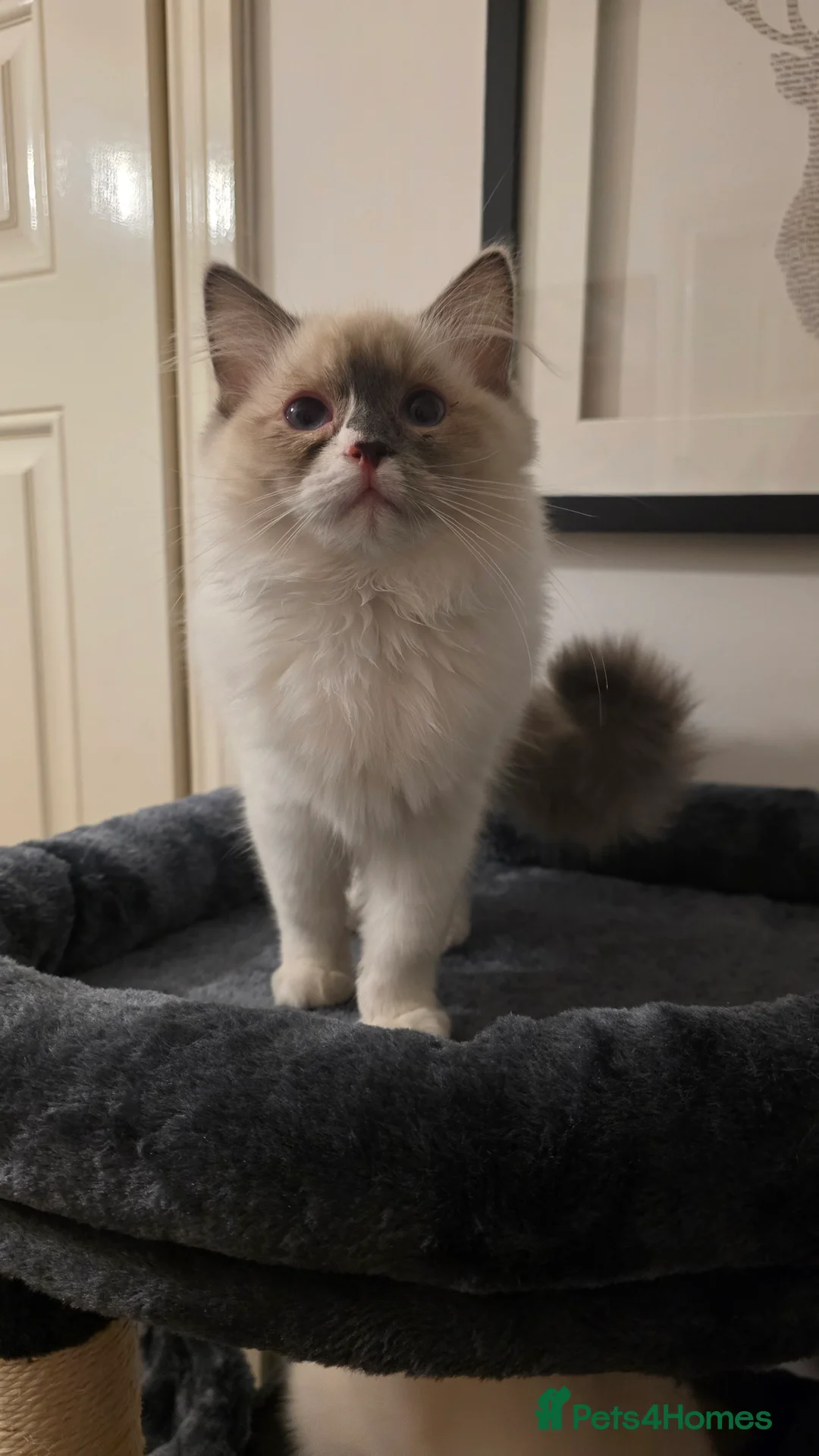 Ragdoll cats for sale: Blue Bicolour Female Ragdoll - Advert 2
