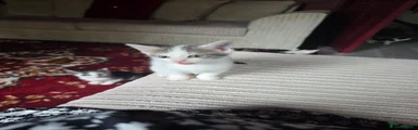 Bengal 4