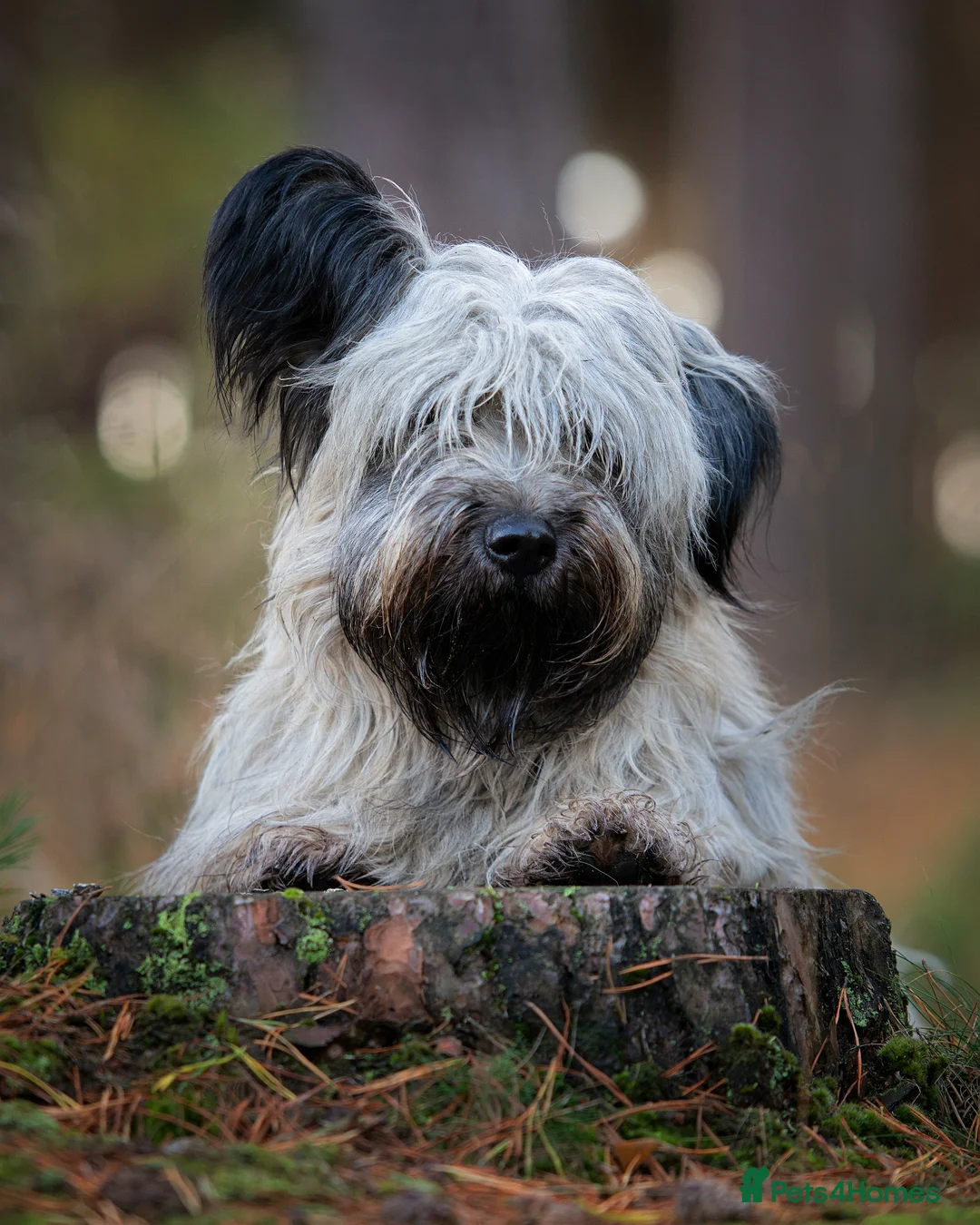 Skye Terrier dogs for sale: Skye Terrier in Grantham - Advert 2