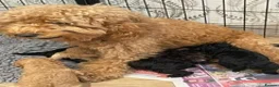 Labradoodle dogs for sale: f3 miniature labradoodles puppies in Chard - Advert 9