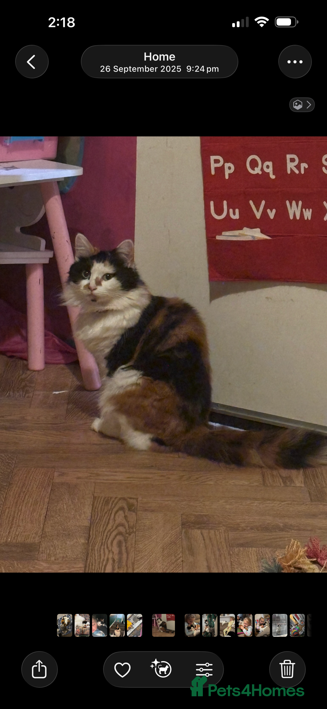 Mixed Breed cats for sale: Sad rehoming of Mango - Advert 3